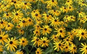 A Lot of Black-Eyed Susan