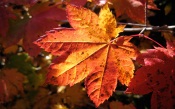 Autumn Morning Leaf