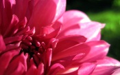 Gallery Dahlia