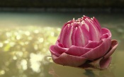 Lotus Thailand