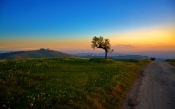 Tree and the Sunset