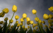 Yellow Tulips After Rain