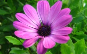 Purple Flower