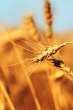 Yellow Spikelet