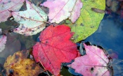 Colored Autumn Leaves