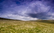 Daisy Field