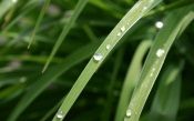 Dew Drop