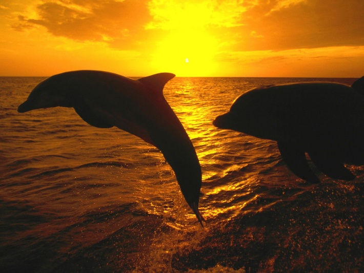 Dolphins at Sunset