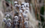 Icy Flowers