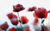 Poppies, Bokeh