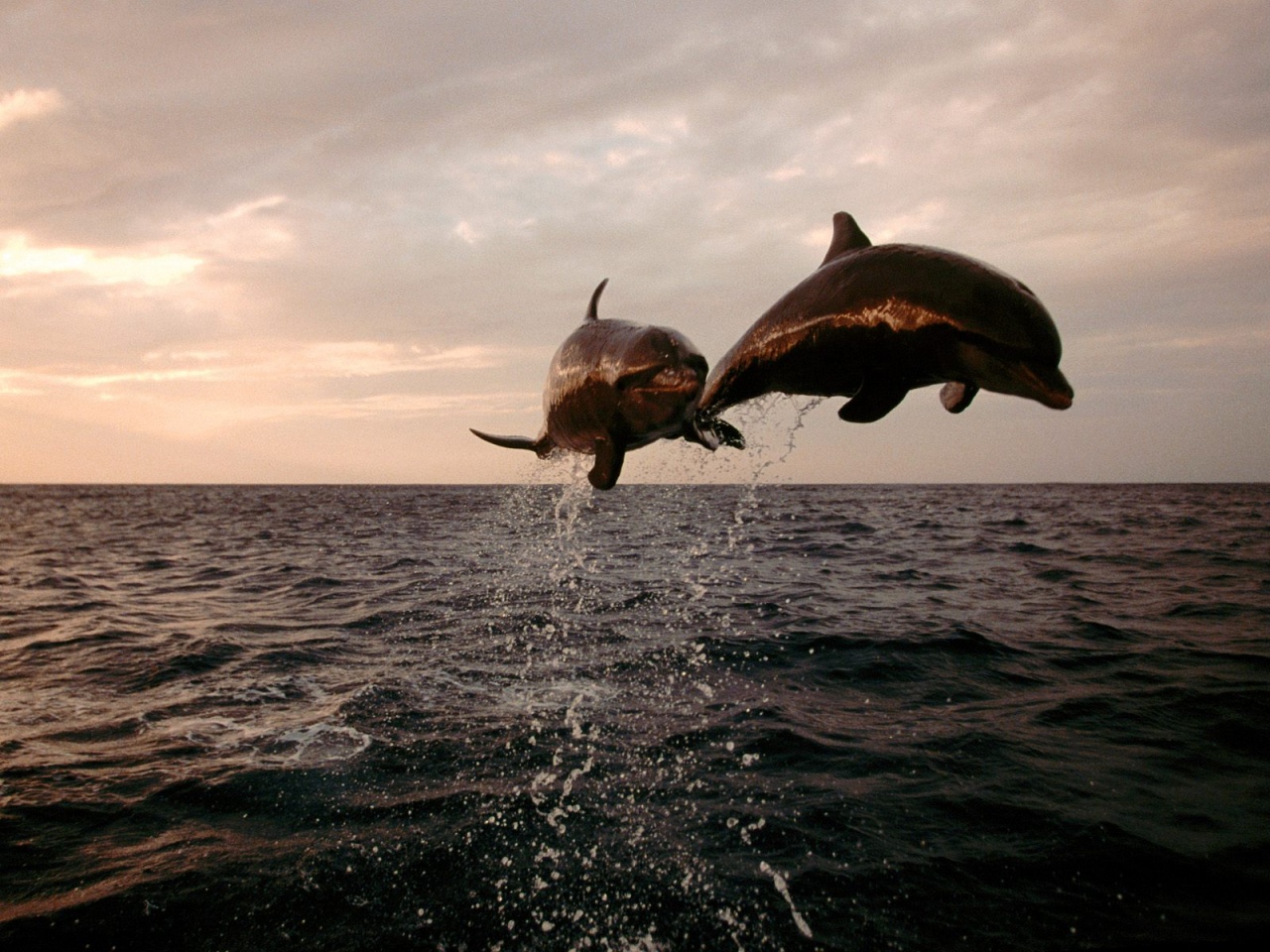 Dolphins