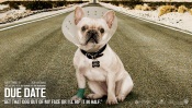 Due Date movie - Dog