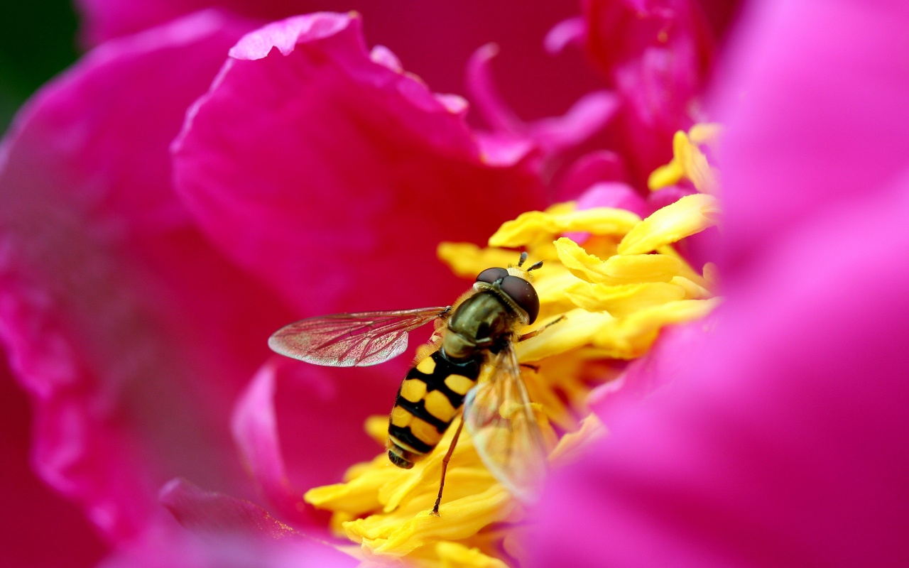 Bee on Pink