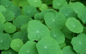 Green Tropaeolum