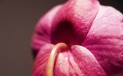 Pink Orchid