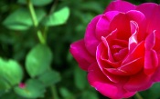 Pink Rose For You