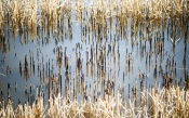 Rice Fields