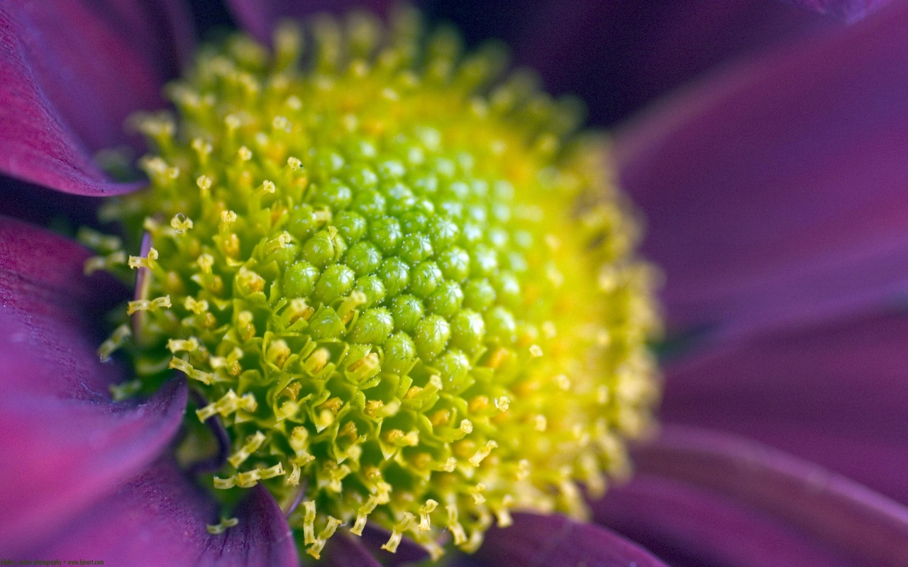 Spring Flower, macro