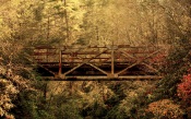 Abandoned Forest Bridge