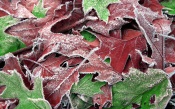 Frozen Leaves