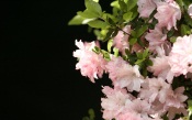 Pink Flowers Wall