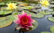 Red Star in a Lake