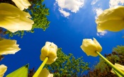 Yellow Tulips Grow Towards The Sun