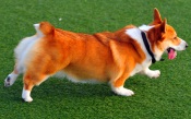 Corgie