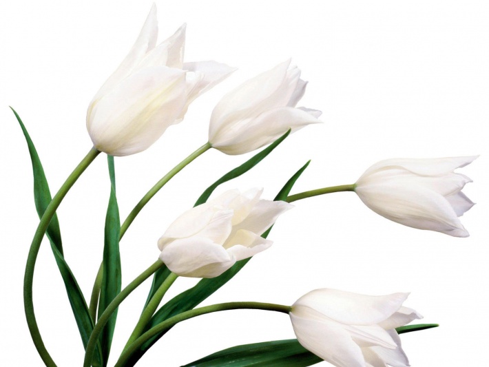 Bouquet of White Tulips