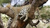 Sleeping Cheetah