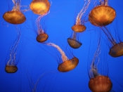Jellyfish's