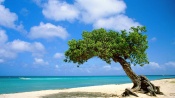 Divi Tree Aruba