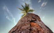 Palm Tree Looking Up