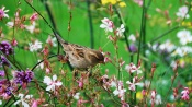 Sparrow in a Field of Flowers