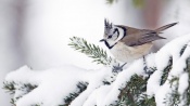 Tufted Titmouse