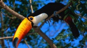 Toucan on the Tree