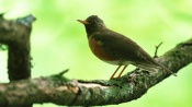 Little Bird on branche