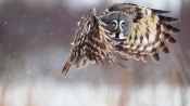 Owl in Flight