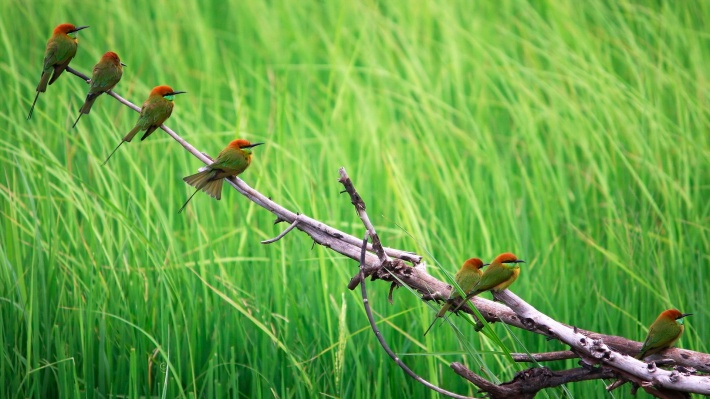 Birds Sitting on a Tree