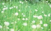 White Dandelions on the Green Field