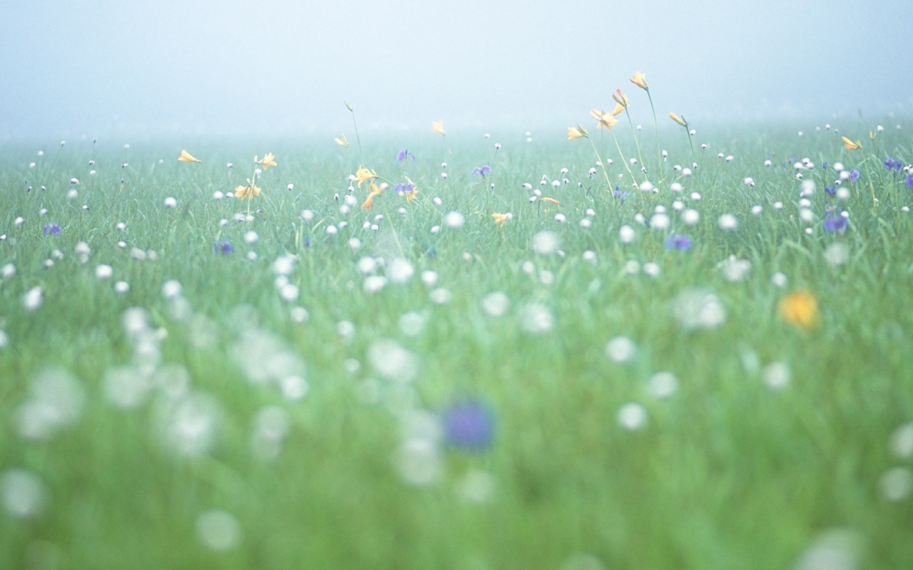 So Many Wildflowers