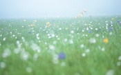 So Many Wildflowers