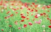 A Lot of Poppies