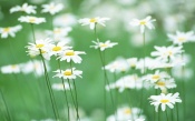 Field Chamomile