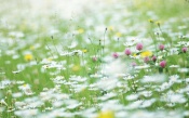 Chives and Chamomile