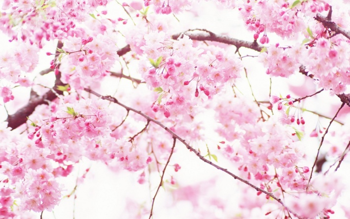 Pink Sakura Flowers