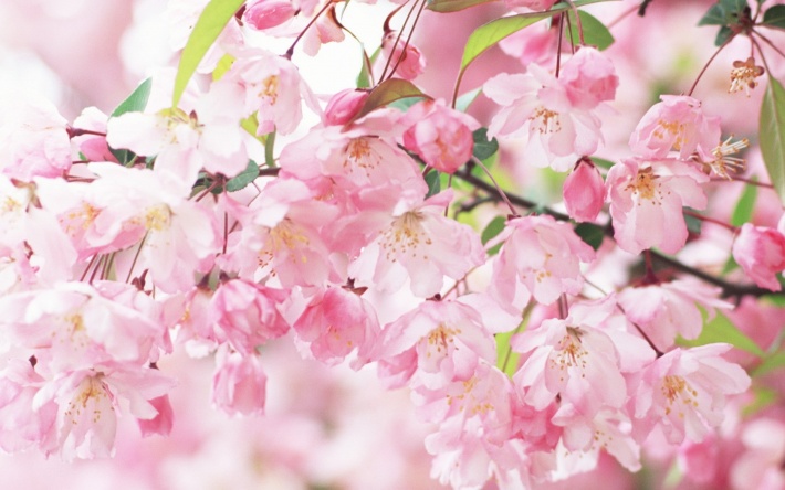 Sakura close-up