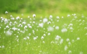 Green Meadow With White Flowers