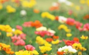 Field of Poppies