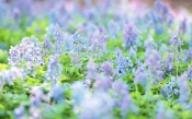 Meadow with Lilac Flowers